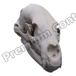 Skull Monkey Base 3D Scan